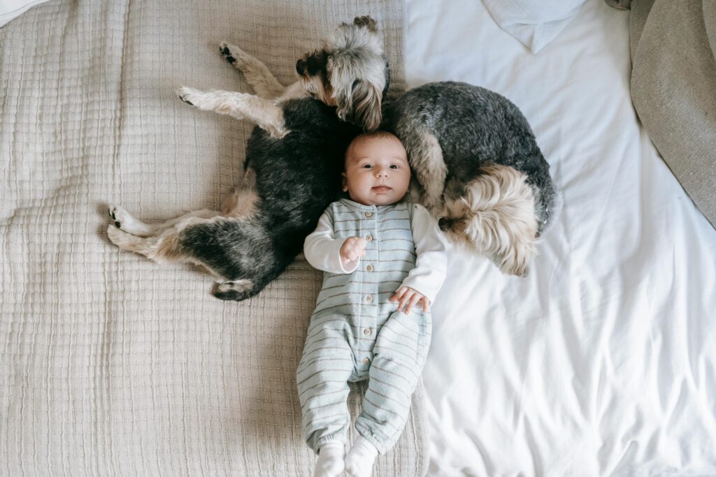 An adorable baby lying on a bed with two Morkie dogs, enjoying a cozy moment indoors.